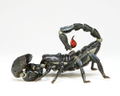 Revoltech Geo Vol.1: Pandinus Imperator thumbnail 8