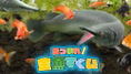 THE Variety Game Daishugo: Kingyo Sukui, Card, Suji Puzzle, Nikakudori thumbnail 2