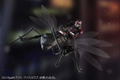 S.H.Figuarts Ant-Man and the Wasp: Ant thumbnail 2