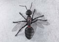 S.H.Figuarts Ant-Man and the Wasp: Ant thumbnail 7