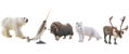 miniQ Wild Rush - True World Animal Journal III - Polar Region Arctic Circle (Set of 8 pieces) thumbnail 1