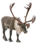 miniQ Wild Rush - True World Animal Journal III - Polar Region Arctic Circle (Set of 8 pieces) thumbnail 4