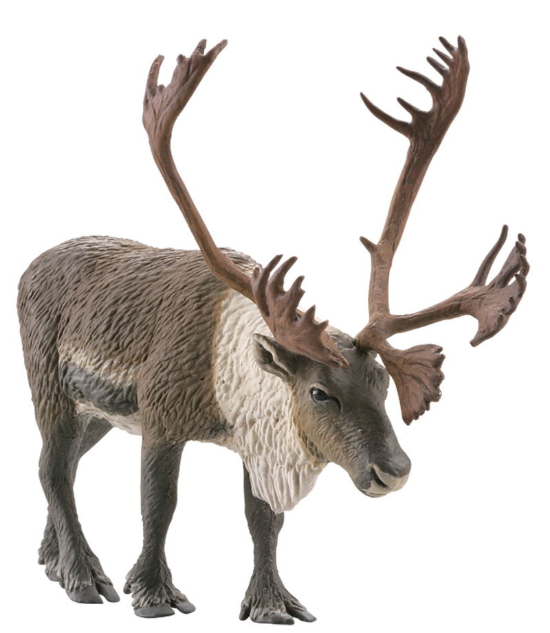 miniQ Wild Rush - True World Animal Journal III - Polar Region Arctic Circle (Set of 8 pieces) image 4