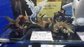 Capcom Figure Builder Monster Hunter Standard Model Plus Vol. 14 (Set of 6 pieces) (Re-run) thumbnail 11