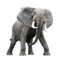 Mega Sofubi Advance MSA-018: African Elephant Redecorate Ver. thumbnail 1