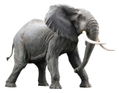 Mega Sofubi Advance MSA-018: African Elephant Redecorate Ver. thumbnail 2