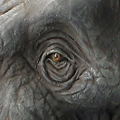 Mega Sofubi Advance MSA-018: African Elephant Redecorate Ver. thumbnail 4