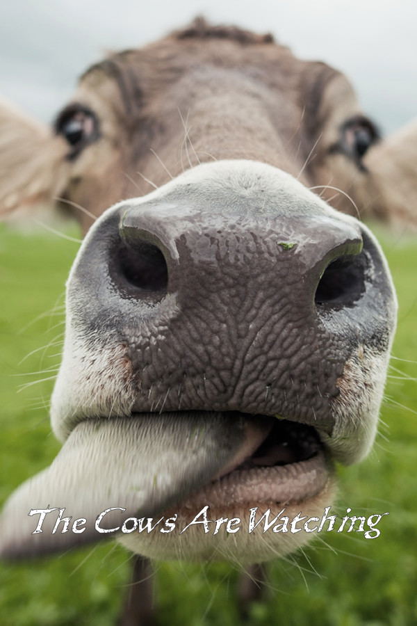 The Cows Are Watching <span class="ext" style="background-color: #2a475e; color: #FFFFFF;">STEAM</span> <span class="ext ext_digital">digital</span> image 1