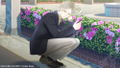 Katakoi Contrast: Collection of Branch [Limited Edtion] thumbnail 9