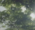 Weathering With You thumbnail 2