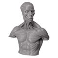 Soft Vinyl Anatomy Bust thumbnail 1