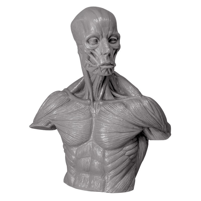 Soft Vinyl Anatomy Bust image 1