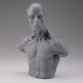 Soft Vinyl Anatomy Bust thumbnail 2