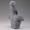 Soft Vinyl Anatomy Bust thumbnail 3