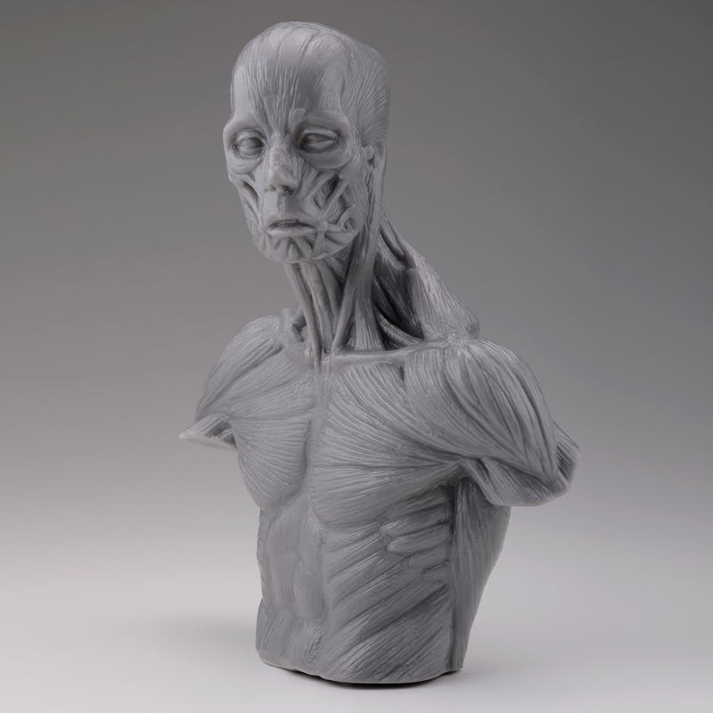 Soft Vinyl Anatomy Bust image 3