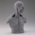 Soft Vinyl Anatomy Bust thumbnail 4
