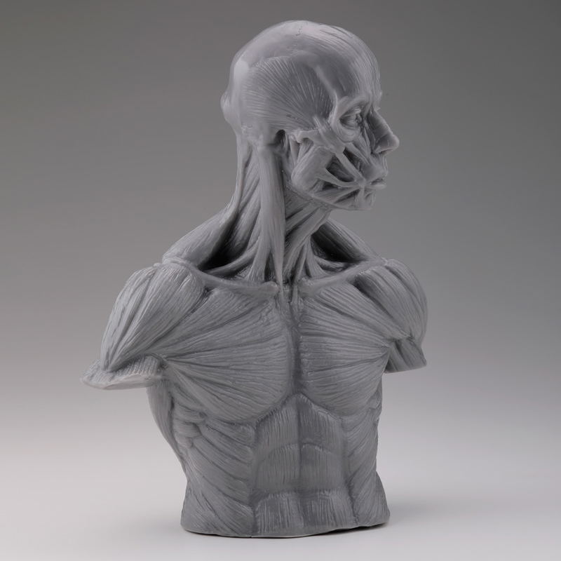 Soft Vinyl Anatomy Bust image 4
