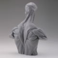 Soft Vinyl Anatomy Bust thumbnail 5
