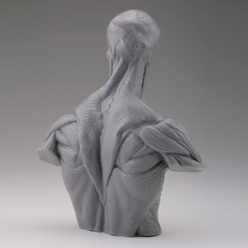 Soft Vinyl Anatomy Bust image 5