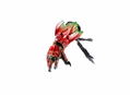 S.H.Figuarts Shinkocchou Seihou Kamen Rider OOO: Ankh thumbnail 1