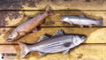 The Fisherman: Fishing Planet thumbnail 3