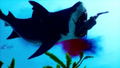 Maneater thumbnail 7