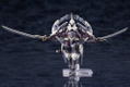 Hexa Gear 1/24 Scale Plastic Model Kit: Governor EX Armore Type Monoceros (Re-run) thumbnail 5