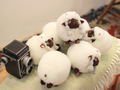Pocket Monsters All Star Collection Plush PP152: Wooloo (S) thumbnail 2
