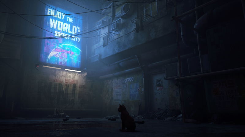 Stray image 4