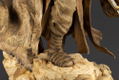 ARTFX Artist Series Star Wars Episode 4 A New Hope 1/7 Scale Pre-Painted Figure: Tusken Raider -Barbaric Desert Tribe- thumbnail 13