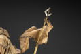 ARTFX Artist Series Star Wars Episode 4 A New Hope 1/7 Scale Pre-Painted Figure: Tusken Raider -Barbaric Desert Tribe- thumbnail 16