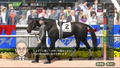 Derby Stallion thumbnail 3
