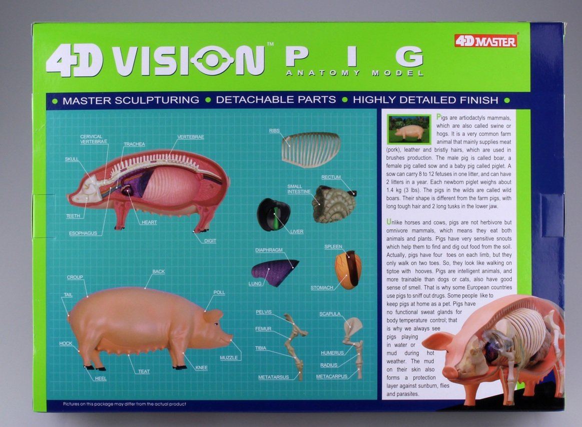 Skynet Pig 4D VISION Animal No.01 Pig Anatomy Model From Japan Details about    NEW!! 
