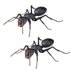 Revo Geo Camponotus Japonicus Kaiyodo 